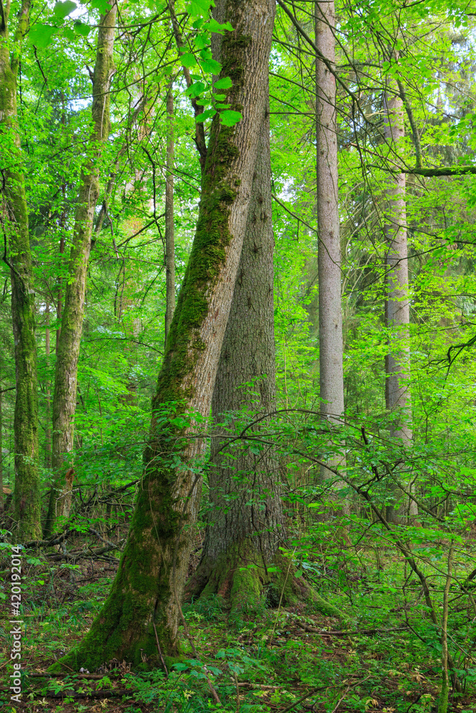 Obraz premium Natural mixed tree stand in summer