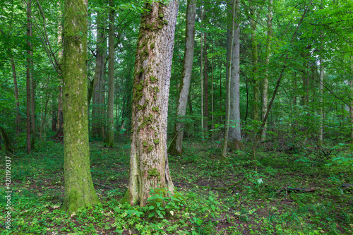 Fototapeta Naklejka Na Ścianę i Meble -  Natural mixed tree stand in summer