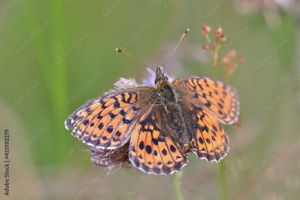 Beautiful butterfly Dark green fritillary sitting in the grass. Big orange butterfly in the nature habitat. Argynnis aglaja. Beautiful butterfly Dark green fritillary sitting in the grass. Big orange butterfly in the nature habitat. Argynnis aglaja.