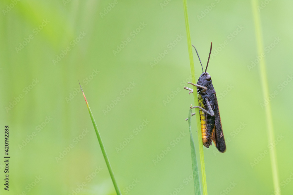 Grasshoppers are a group of insects Grasshoppers are a group of insects