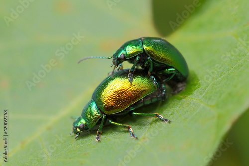 Chrysolina herbacea, also known as the mint leaf beetle