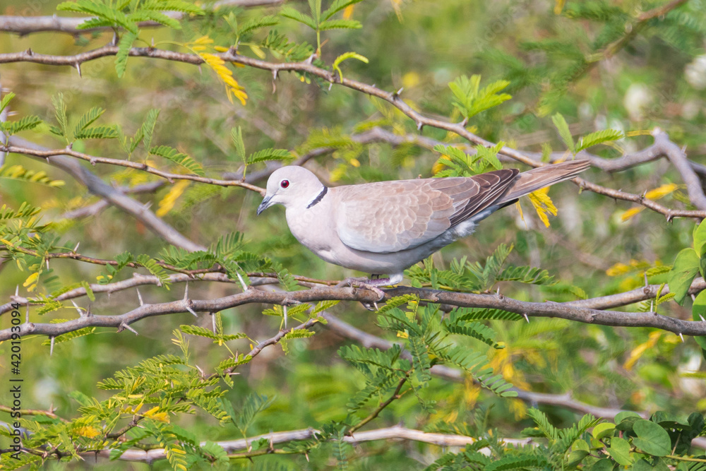 Laughing Dove- Spilopelia senegalensis Laughing Dove- Spilopelia senegalensis