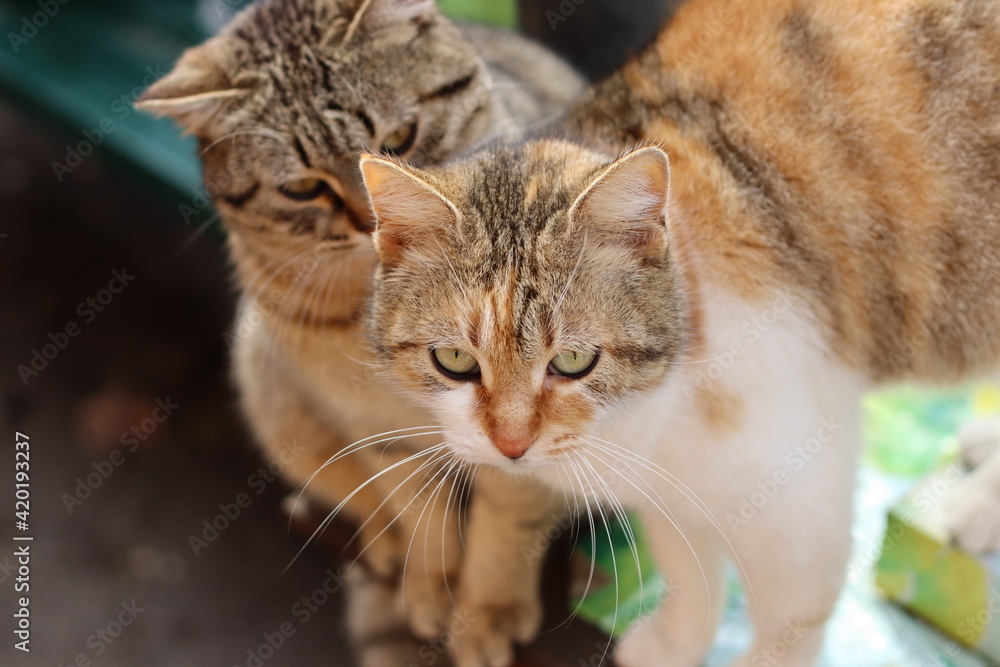 tabby cat portrait tabby cat portrait