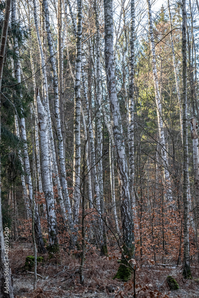 Fototapeta premium Birken