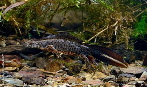 Macedonian crested newt // Makedonischer Kammmolch (Triturus macedonicus) photo