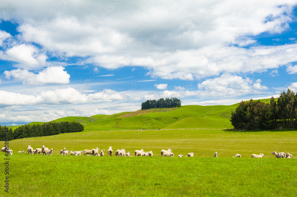 Sheep in the New Zealand Sheep in the New Zealand