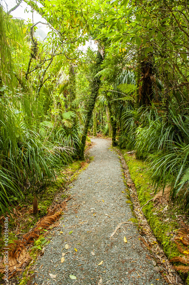 Path in jungle along Pororari River in New Zealand Path in jungle along Pororari River in New Zealand