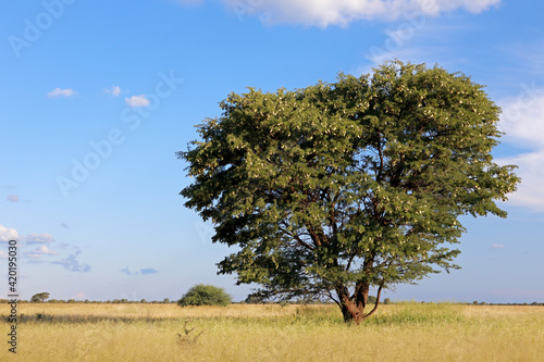 African camel-thorn tree (Vachellia erioloba) in grassland, South Africa. © EcoView