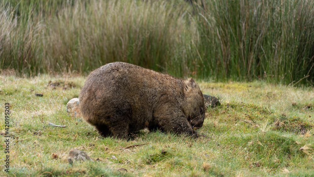 Wild wombat eating grass in tasmania Wild wombat eating grass in tasmania