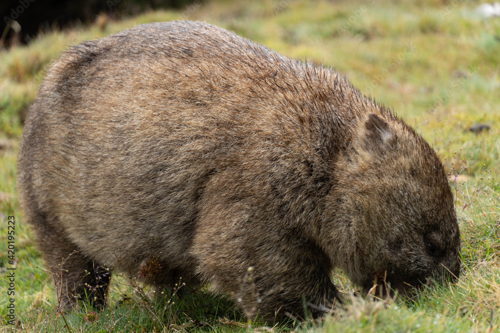 Fototapeta premium wombat eating grass in Tasmania