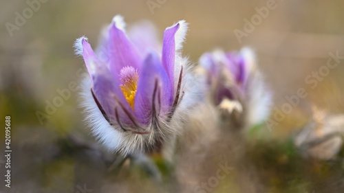 Spring flowers. Beautifully blossoming pasque flower and sun with a natural colored background. (Pulsatilla grandis)
