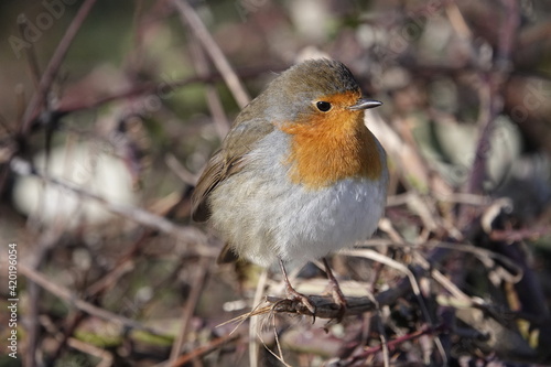 cute redbreast