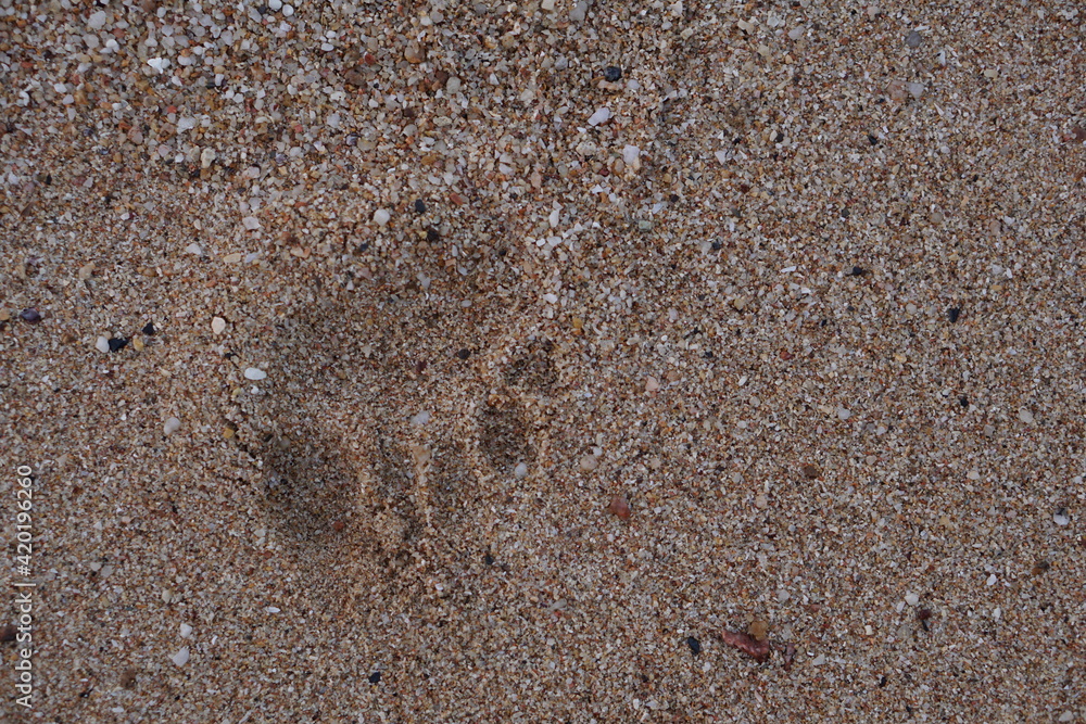 beach sand shell and Footprint samui island beach sand shell and Footprint samui island