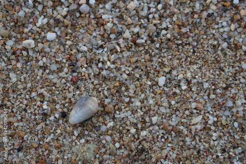 beach sand shell and Footprint samui island