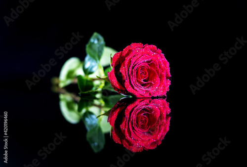 Red rose flower lieing on the black reflective surface with the dlack background.