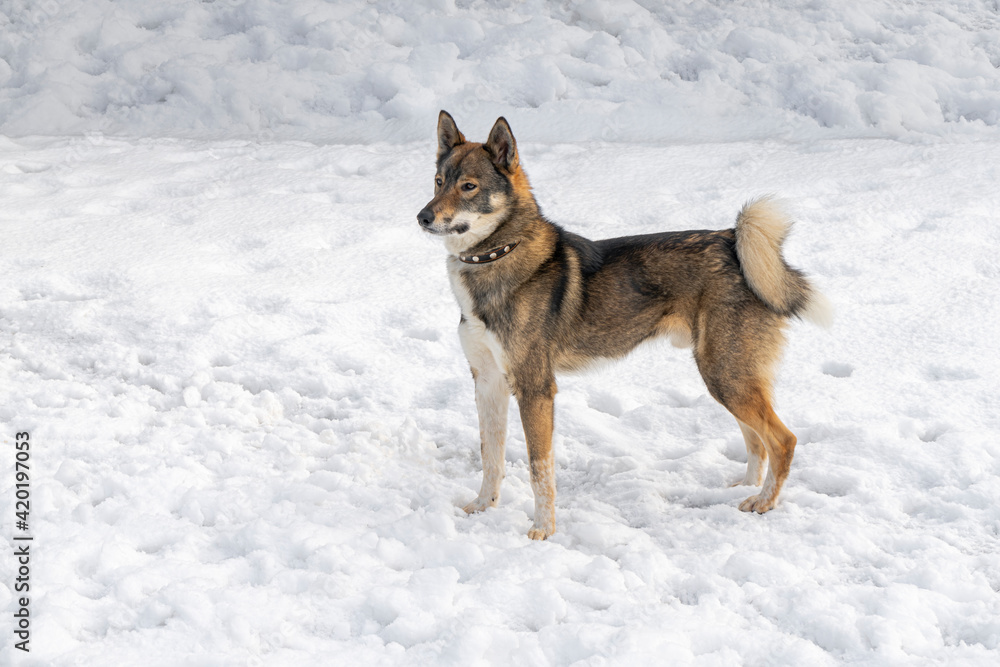 dog laika stands in the snow on a white background