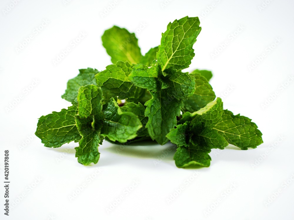 fresh green leaves paper mint isolated on white background fresh green leaves paper mint isolated on white background