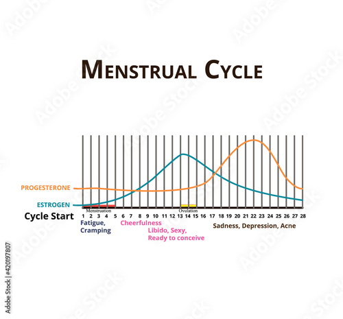 Menstrual cycle. Menstruation, ovulation. Hormones Estrogen and Progesterone. Menstrual cycle diagram. Vector illustration on isolated background