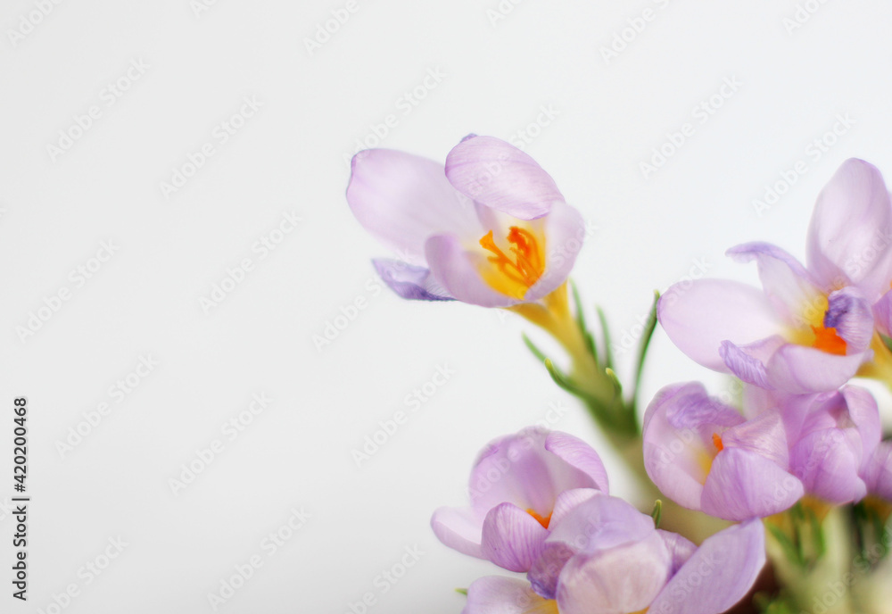 Naklejka premium spring crocuses