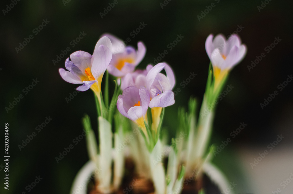 spring crocuses spring crocuses