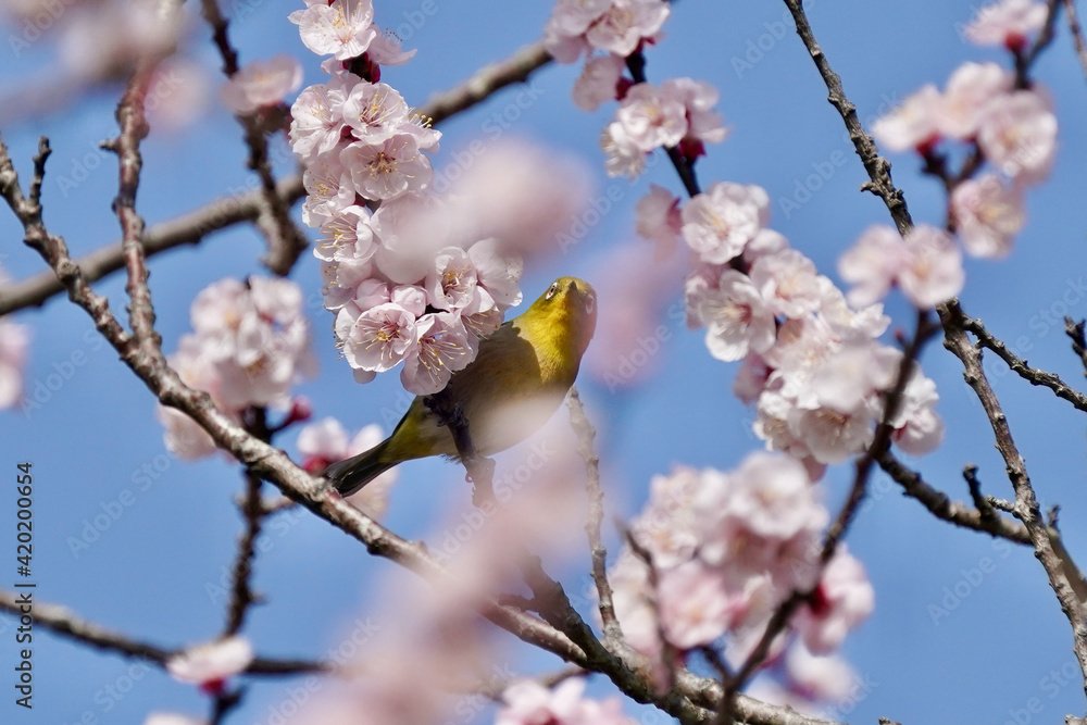 white eye on the plum flower tree white eye on the plum flower tree