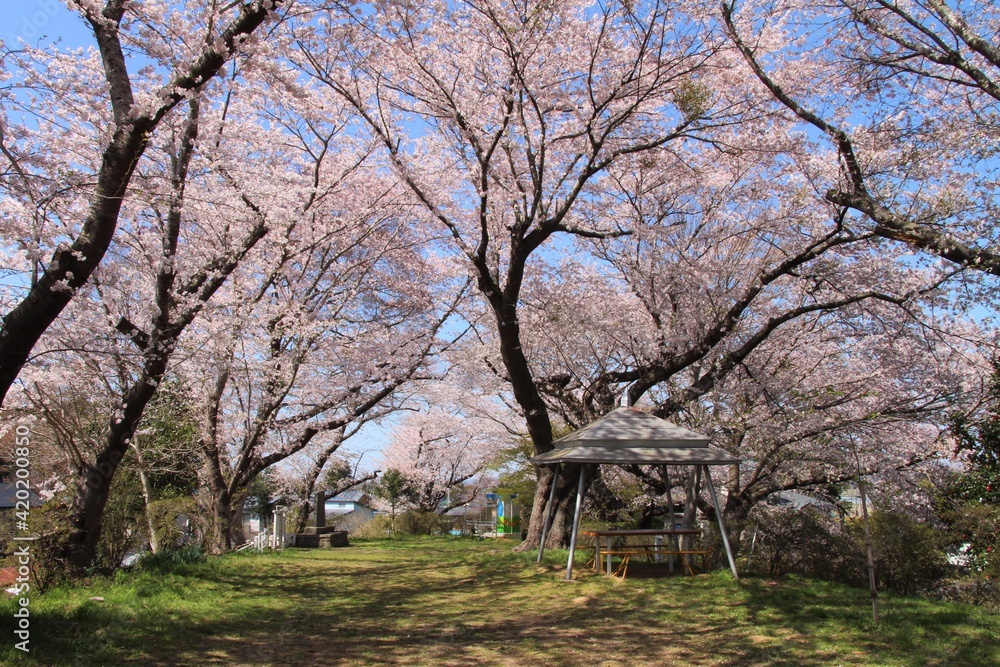 南郷町・十王山公園の桜 (宮城県美里町) 南郷町・十王山公園の桜 (宮城県美里町)