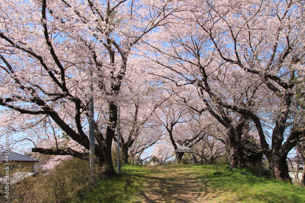 Fototapeta premium 南郷町・十王山公園の桜 （宮城県美里町）