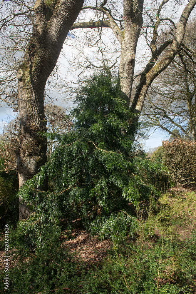 Spring Evergreen Foliage of a Willow Leaved Podocarp Tree (Podocarpus salignus) Growing in a Woodland Garden in Rural Devon, England, UK Spring Evergreen Foliage of a Willow Leaved Podocarp Tree (Podocarpus salignus) Growing in a Woodland Garden in Rural Devon, England, UK