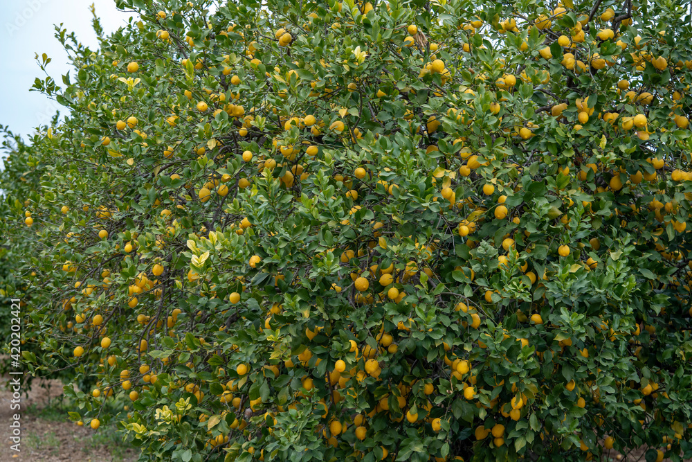 Ripe lemons on tree 
