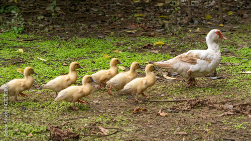 Group of Ducklings with their mother  outdoors domestic duck.