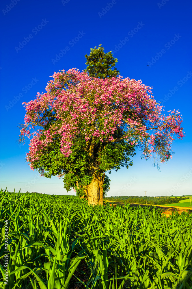 flowering tree, nature and environment

 - obrazy, fototapety, plakaty 