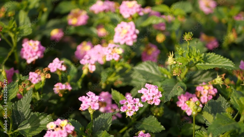 Lantara camara yellow pink flower in garden California USA. Umbelanterna springtime pure colorful bloom, romantic botanical atmosphere, delicate tender blossom. Spring light colors. Fresh calm morning