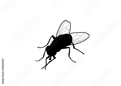Silhouette Mosca