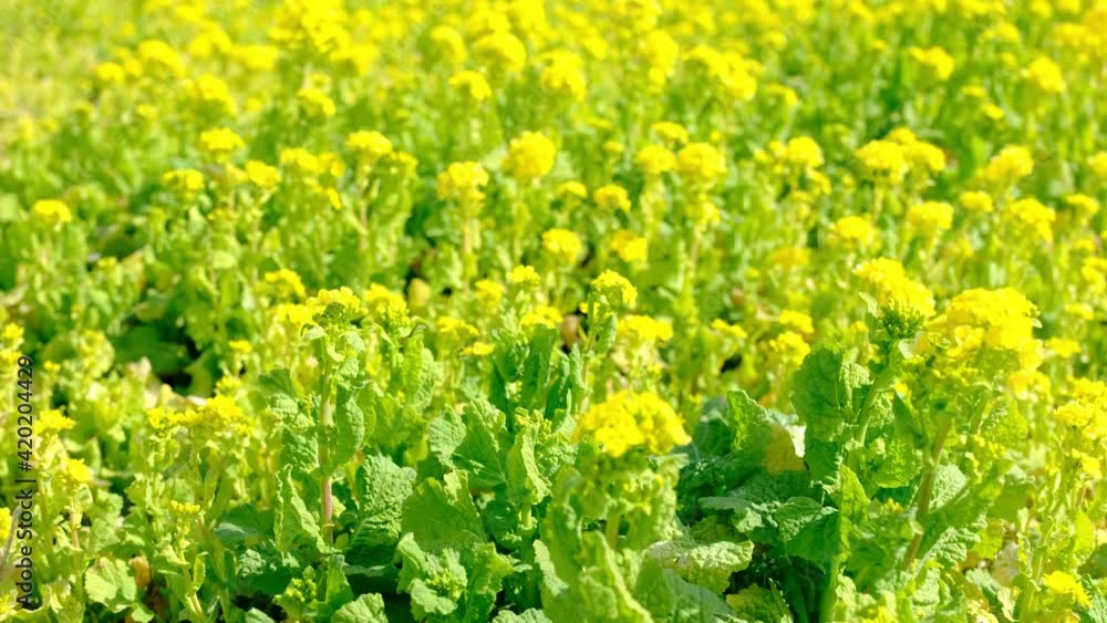 春の訪れ、風に揺れる菜の花 春の訪れ、風に揺れる菜の花