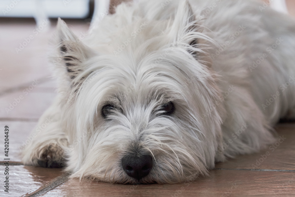 Portrait of the West Highland White Terrier on the floor.