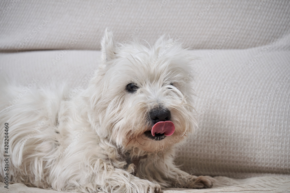 Portrait of the West Highland White Terrier with tongue out on a grey couch.