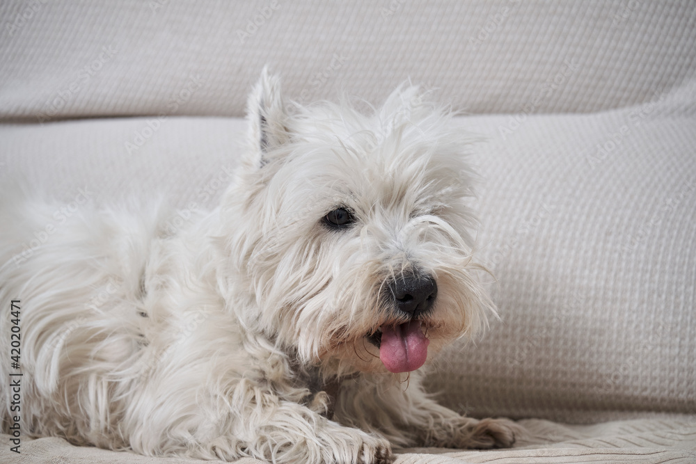 Portrait of the West Highland White Terrier with tongue out on a grey couch. Portrait of the West Highland White Terrier with tongue out on a grey couch.