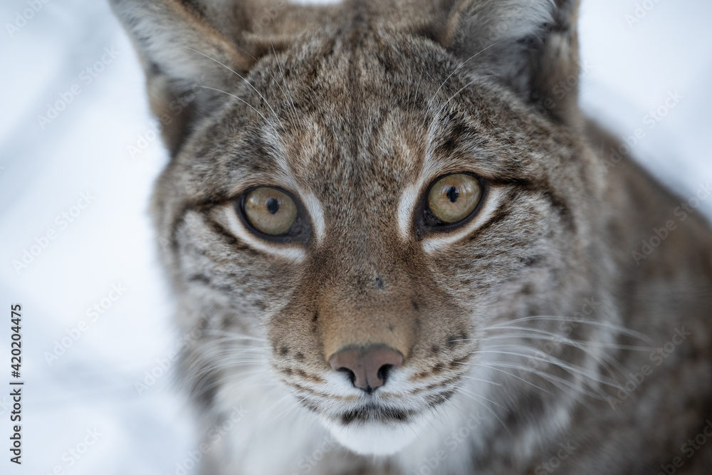 Фотография Luchs