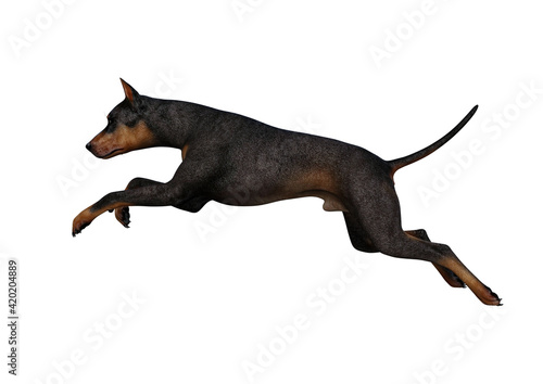 Doberman Pinscher dog on isolated white background showing various poses. Rendered for working with collages in photo editing programs. 3d rendering  3d illustrations.