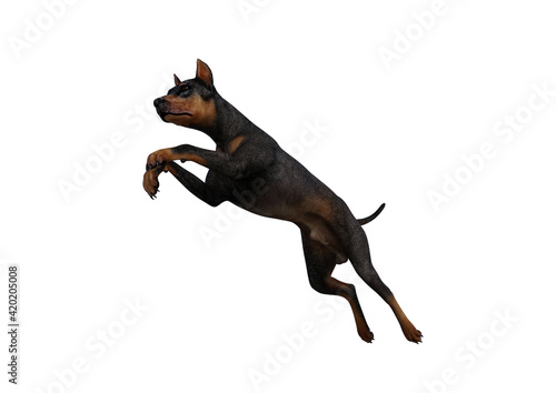 Doberman Pinscher dog on isolated white background showing various poses. Rendered for working with collages in photo editing programs. 3d rendering, 3d illustrations.