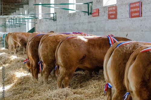 agricultural show of feurs, meat market photo