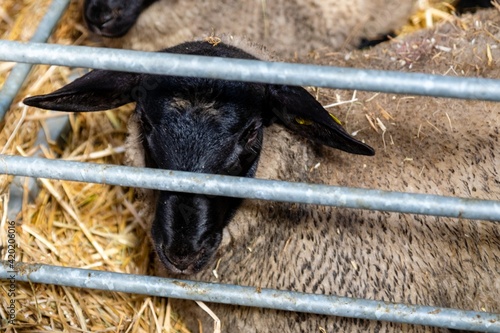 agricultural show of feurs, meat market photo