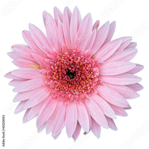 Beautiful flowers isolated on white background with clipping path