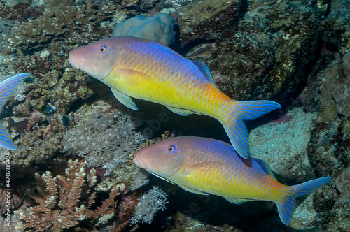 Two bright Goatfish float above the coral.