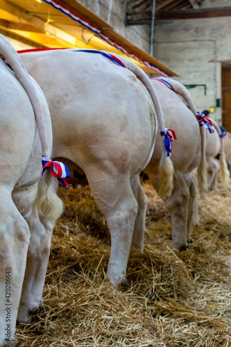 agricultural show of feurs, meat market photo