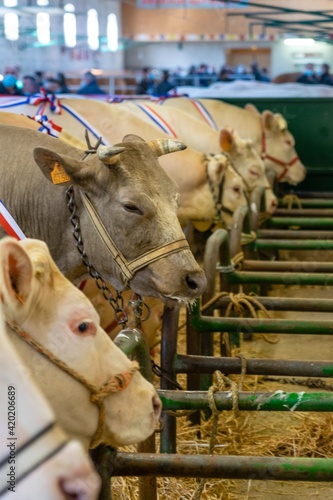 agricultural show of feurs, meat market photo