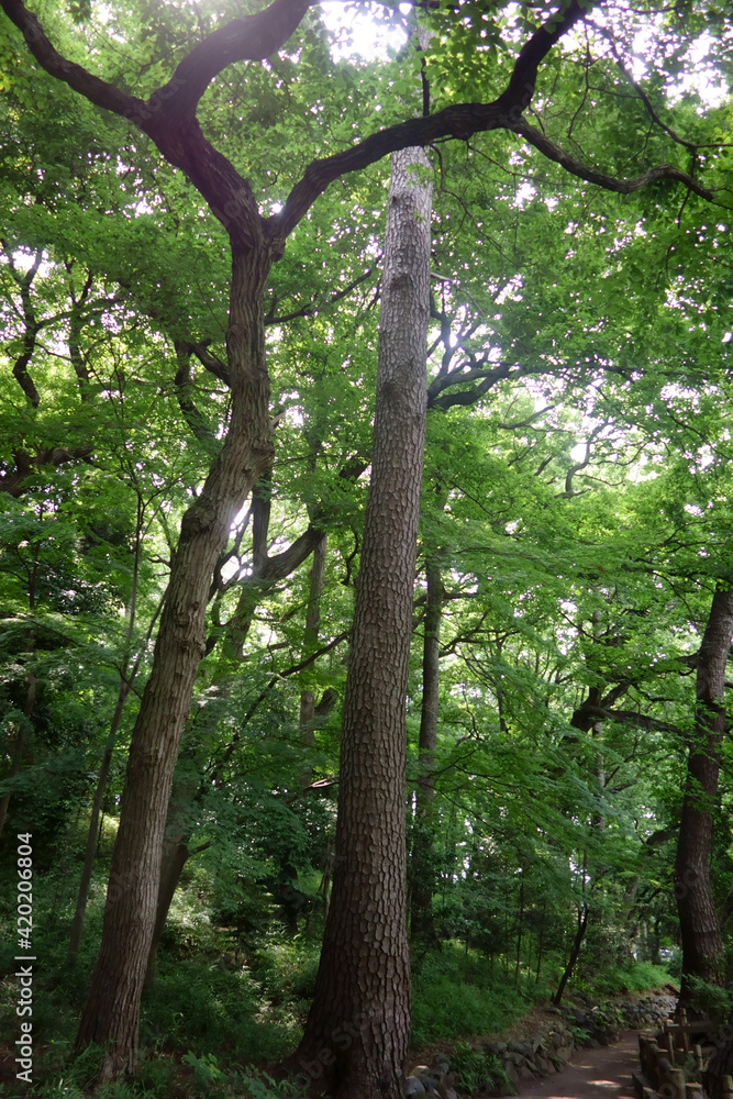 Fototapeta premium 真夏日、森林公園内の新緑にい覆われた癒される自然風景