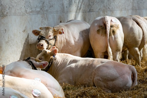 agricultural show of feurs, meat market photo