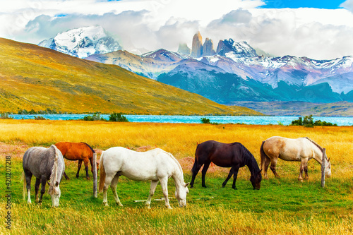 South American wild horses