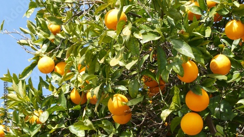 Citrus orange fruit on tree, California USA. Spring garden, american local agricultural farm plantation, homestead horticulture. Juicy fresh leaves, exotic tropical harvest on branch. Springtime sky.